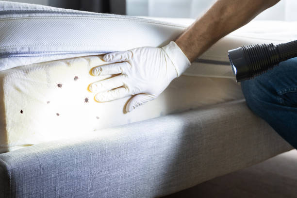Best Flea Control Services  in Morse, LA