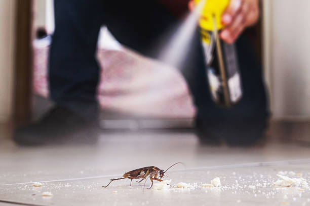 Best Commercial Pest Control Services  in Morse, LA