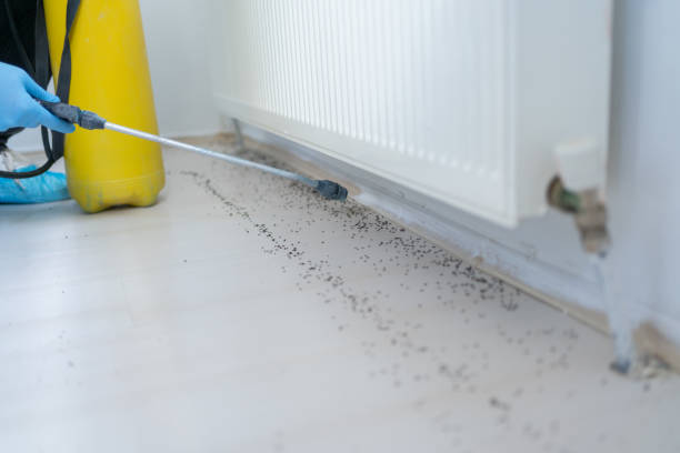 Best Ant Control Services  in Morse, LA