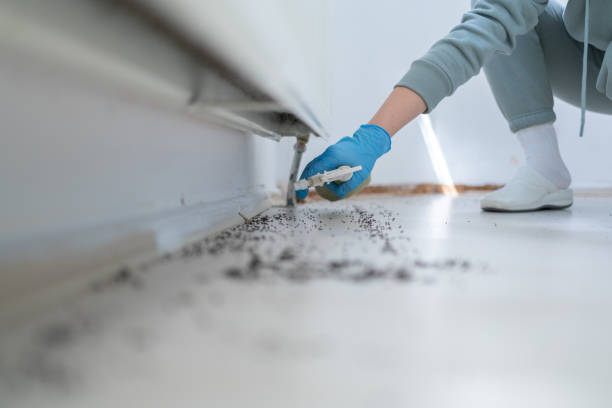 Best Flea Control Services  in Morse, LA